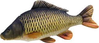GABY Plyšový polštář Kapr obecný šupináč 64cm
